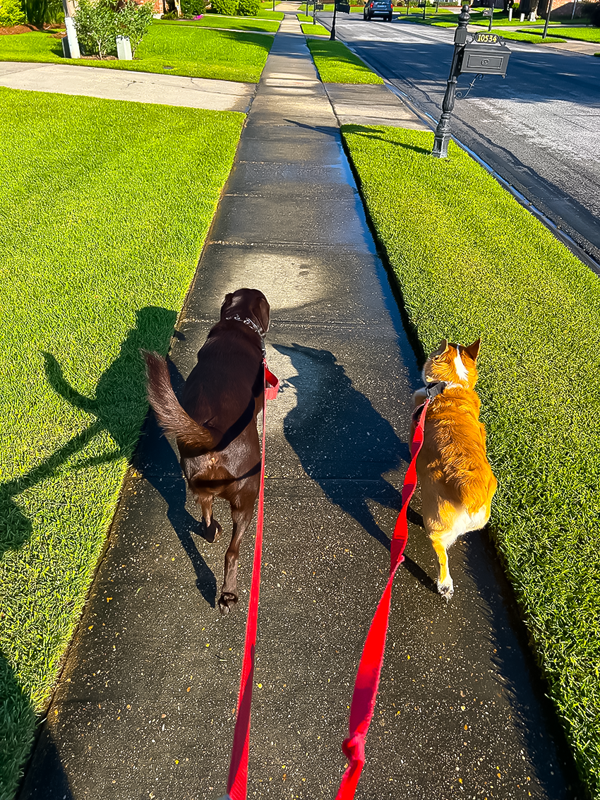 Two dogs enjoying a neighborhood walk on red leashes during a professional dog walking and pet sitting visit on a sunny morning.