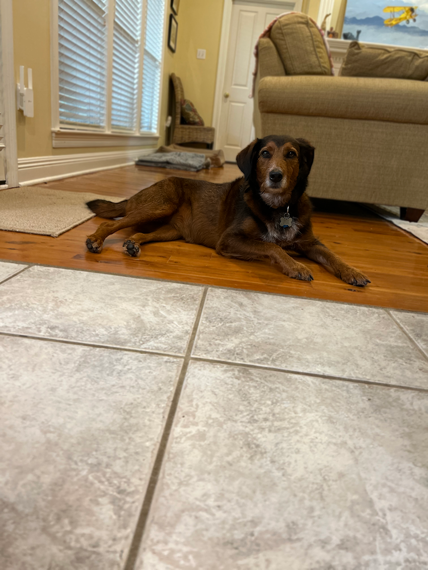 Calm mixed-breed dog lying on a hardwood floor in a comfortable home, enjoying personalized in-home dog sitting.