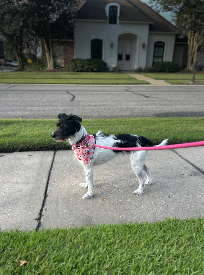 Small black-and-white wirehaired dog wearing a pink floral bandana and matching leash, standing on a sidewalk in front of a residential home