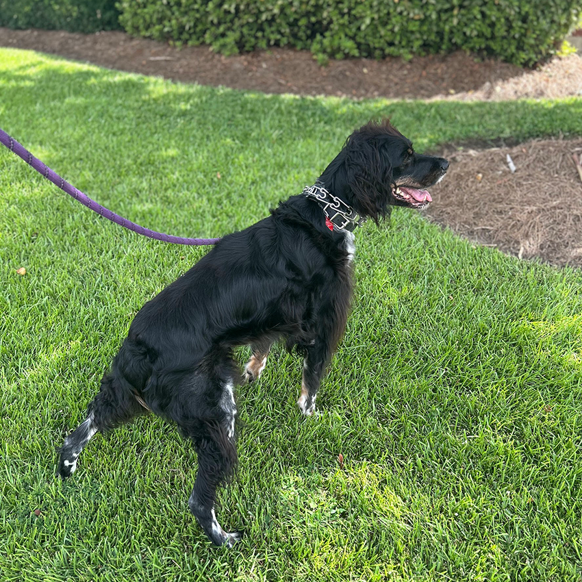 A profile view of Gobi, a medium-to-large black dog with a shiny coat, feathered fur on its legs, and white markings on its paws, standing alert on a vibrant green lawn. The dog is wearing a metal training collar and is attached to a purple leash extending off-camera to the left, with manicured landscaping and pine straw mulch visible in the background