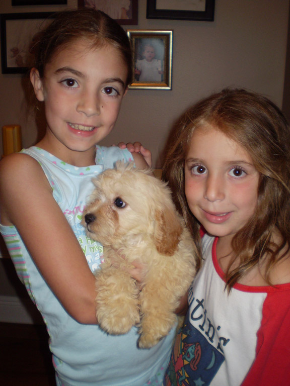 Our dog Kibby on her first day