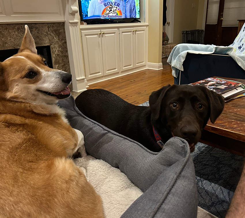 corgi relaxing in a gray pet bed next to a chocolate Labrador Retriever looking up inside a living room.