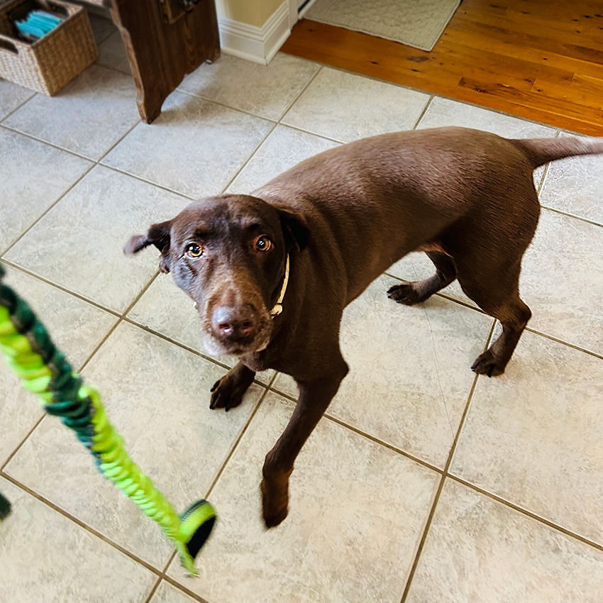 Chocolate Labrador Retriever standing on tile kitchen floor, looking up eagerly at a green leash
