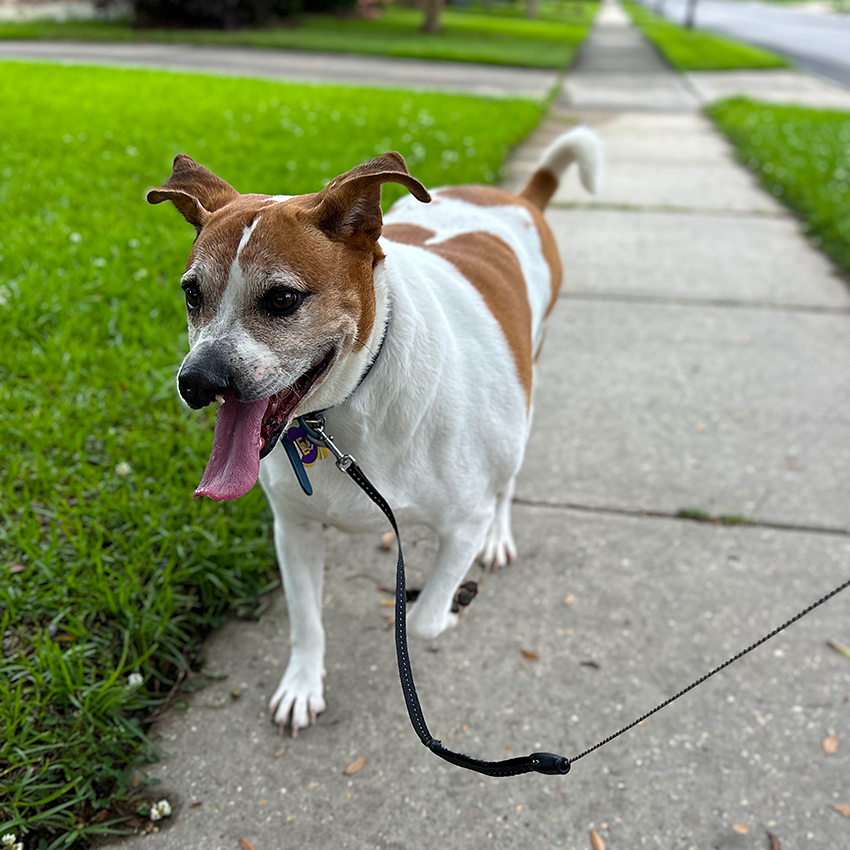 White and brown dog with a cleft palate walking happily on a concrete sidewalk on a leash, sticking its tongue out.