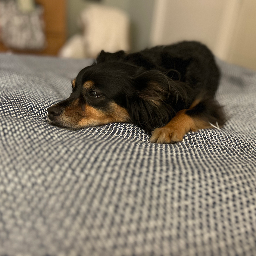 Small black-and-tan long-haired dog resting and falling asleep on a blue patterned textured bedspread.